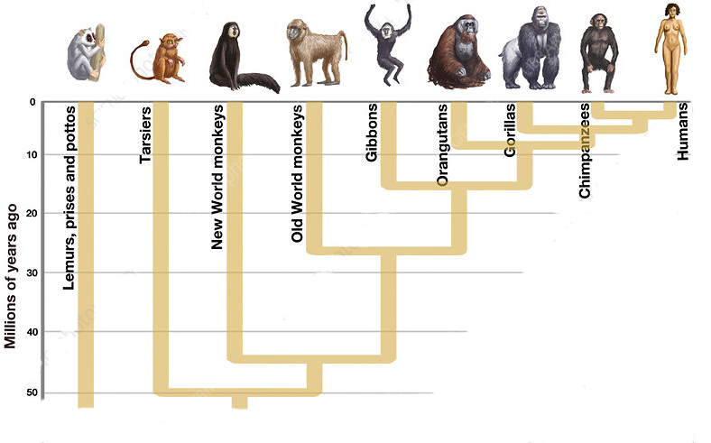 La línea de tiempo de los primates. 